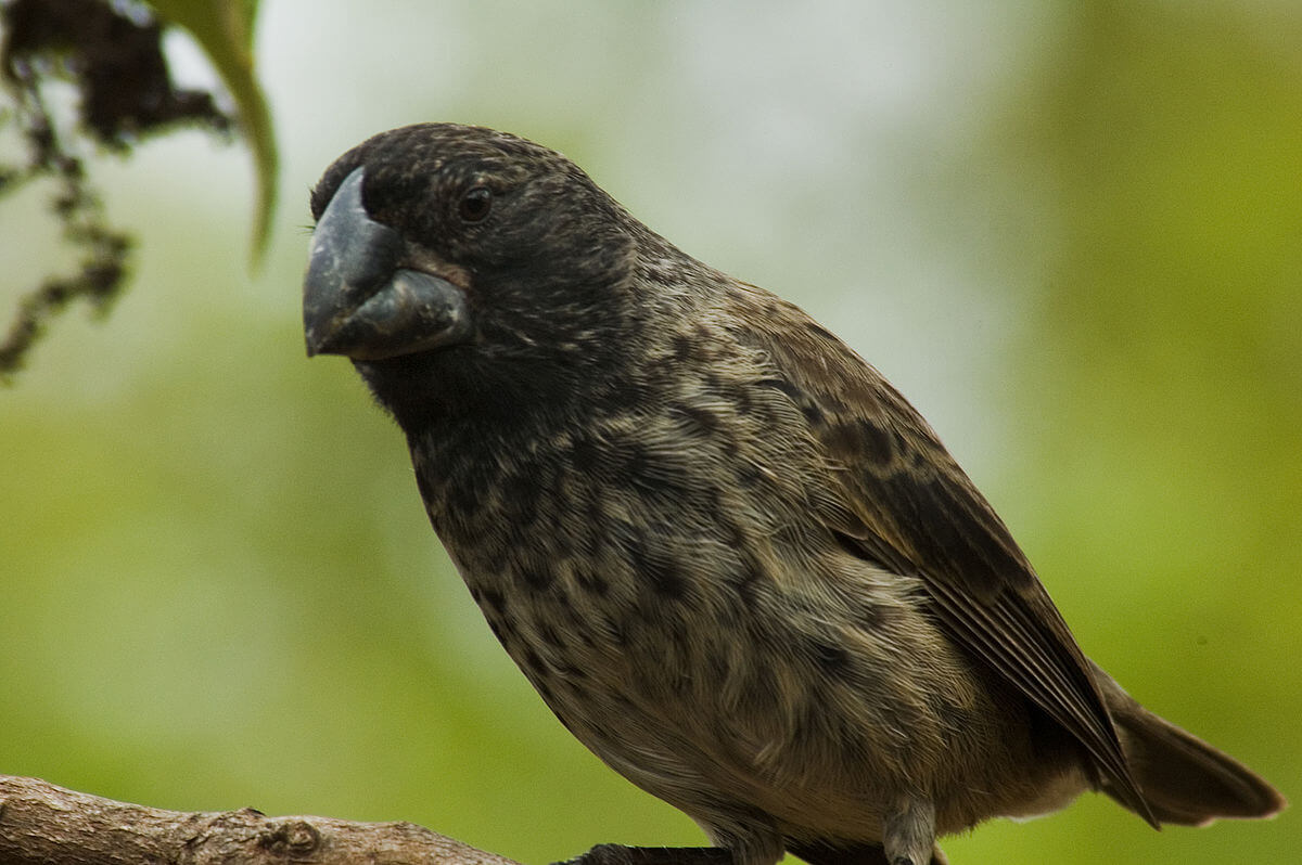 large ground finch