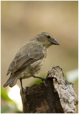 insect eating mangrove finch